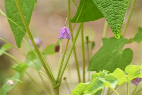 木名|庭木図鑑 植木ペディア